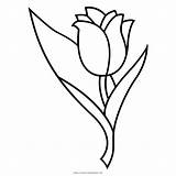 Tulip Tulipano Bunga Mewarnai Stampare Pngegg Ultracoloringpages sketch template
