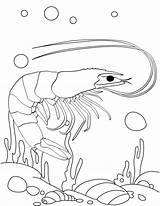 Shrimp Coloring Under Water Pages Kids sketch template