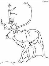 Coloring Pages Tundra Arctic sketch template