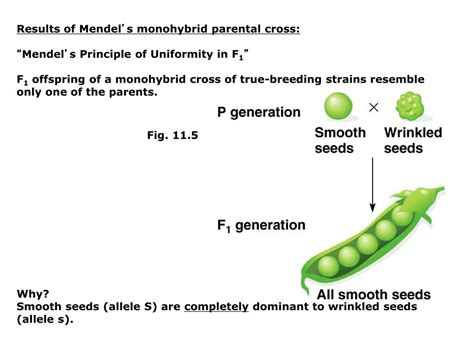 Ppt Classical Genetics Lectures Chapter 11 Mendelian Genetics