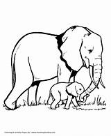 Coloring Elephant Pages Wild Animal Family Animals Kids Honkingdonkey Print Baby sketch template