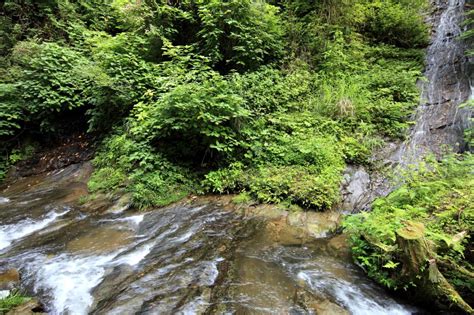 free picture stream water river waterfall nature wood landscape