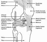 Genou Articulation Anatomie Koleno Muscles Ligaments Bones Articulations Ligament Lutut Sakit Tendons Orthopedic Humain Features Nœuds Musculaires Schematisch Bänder Vorne sketch template