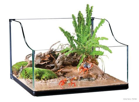 halloween crab turtle terrarium terrarium