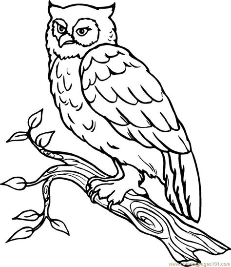 owl  print  coloring pages png  file