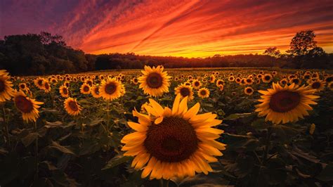 wide yellow sunflowers with background of red sky during