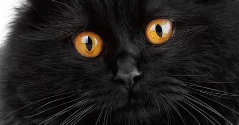 Amber Eyes Black Cats ️ Pinterest Katter