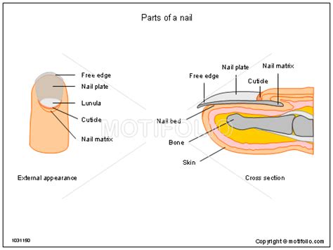 parts   nail illustrations
