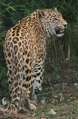 luipaard beekse bergen img safi kok flickr