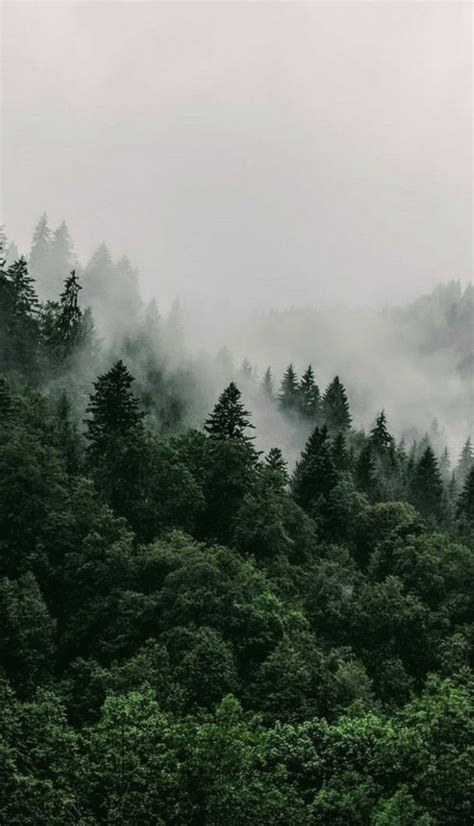 aesthetic forest wallpaper  wallpaper forest trees fog