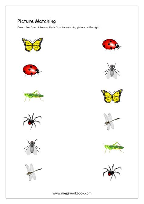 picture matching worksheet insects themed insects