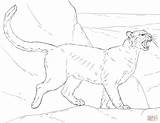 Coloring Cougar Pages Puma Printable Drawing Popular sketch template