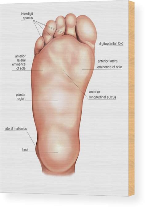 anatomy regions    foot wood print  asklepios medical atlas