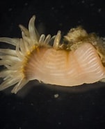 Afbeeldingsresultaten voor Gestekelde zandkokerworm. Grootte: 151 x 185. Bron: www.coastsandreefs.net