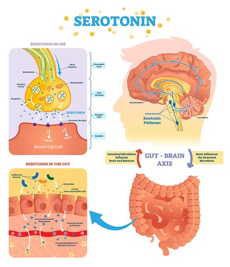 serotonin  dopamine    differences