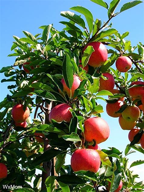 creative farmer fruit seeds dwarf fuji apple tree plant  home