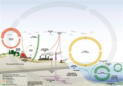 kring van koolstof en stikstof kringloop ecologie