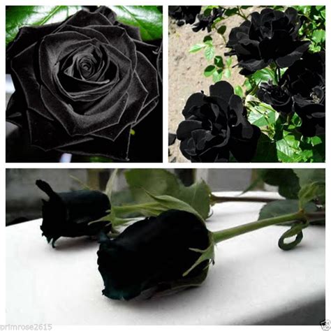 buy 10 pcs mysterious black rose flower plant seeds beautiful black