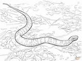 Coloring Pages Snake Cottonmouth Printable Drawing Supercoloring sketch template