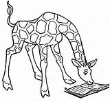Giraffe Coloring Pages Animal Drawing Outline Clipartmag Printable Color Print Getdrawings Getcolorings sketch template