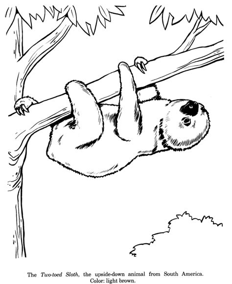 sloth coloring page coloring home