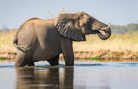 African Elephant Species Now Endangered And Critically Endangered