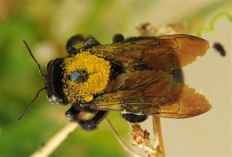 carpenter bees bee ing important pollinators green blog anr blogs