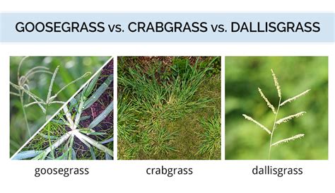 the goosegrass identification guide