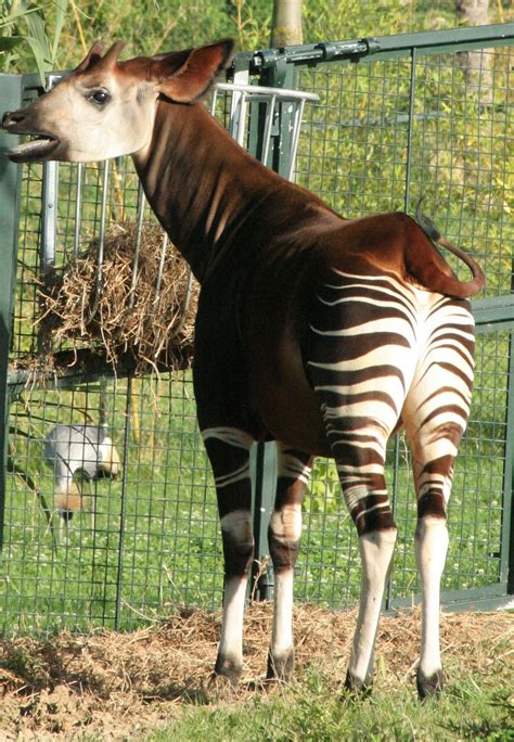 unique creature  kind   mix   zebra   mule  donkey rare animals unique