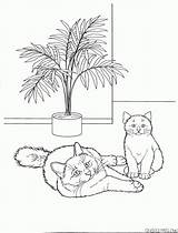 Colorkid Coloring Burmese Cat sketch template
