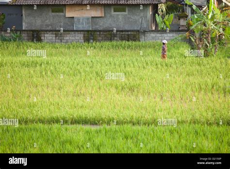 Bali February 2 Woman Walking Through Her Rice Field On February 24