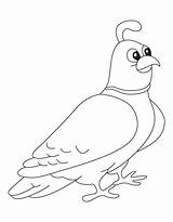 Quail Coloring Manna Pages Water Children Colouring Library Clipart Comments sketch template