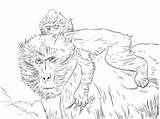 Coloring4free Baboon sketch template