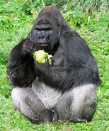 Afbeeldingsresultaten voor "chirodropus Gorilla". Grootte: 154 x 185. Bron: www.pinterest.de