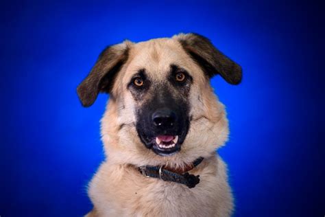 premium photo cute mongrel dog portrait