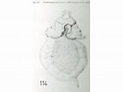 Afbeeldingsresultaten voor "fowlerina Punctata". Grootte: 138 x 103. Bron: pelagics.myspecies.info