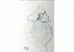 Afbeeldingsresultaten voor "fowlerina Punctata". Grootte: 151 x 106. Bron: pelagics.myspecies.info