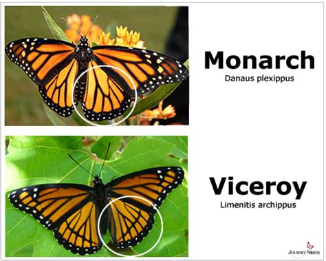 10 fascinating facts about monarch butterflies save our monarchs