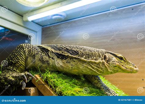 monitor lizard varanus   terrarium stock photo image