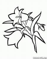 Campanula Colorkid sketch template