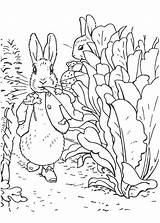 Rabbit Peter Coloring Garden Radish Walking Sheet sketch template