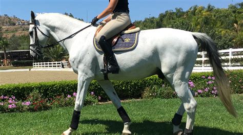 troubleshooting   horse  front   leg equestriancoachcom blog
