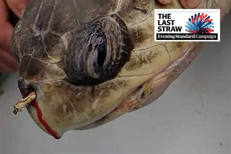 straw injured turtle   cm plastic straw stuck