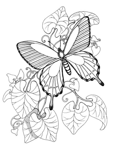 kids page butterfly coloring pages printable colouring pictures