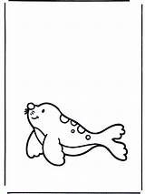 Foca Seehund Zeehond Phoque Animales Kleurplaat Selo Pequeno Dieren Coloriage Desenhos Nukleuren Pequeña Pequena Coloriages Pubblicità Animaux Publicidade Publicité Anzeige sketch template