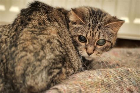 penyebab mata kucing tertutup setengah wajib diketahui