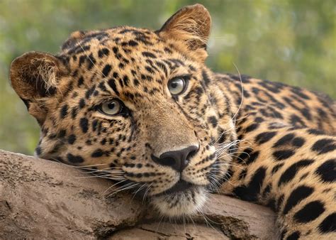 tired leopard  photo