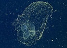 Image result for "bathochordaeus Charon". Size: 139 x 100. Source: www.sciencealert.com