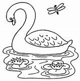 Mewarnai Angsa Swan Bebek Lago Cisne Hewan Sketsa Colorare Binatang Cigno Belajar Lebede Colorat Disegni Anak Berkaki Swans Imagini Bambini sketch template