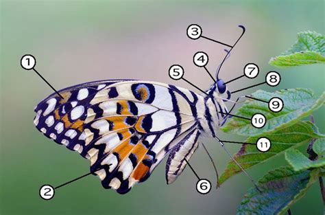 parts   butterfly  diagram